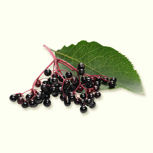 Elderberry