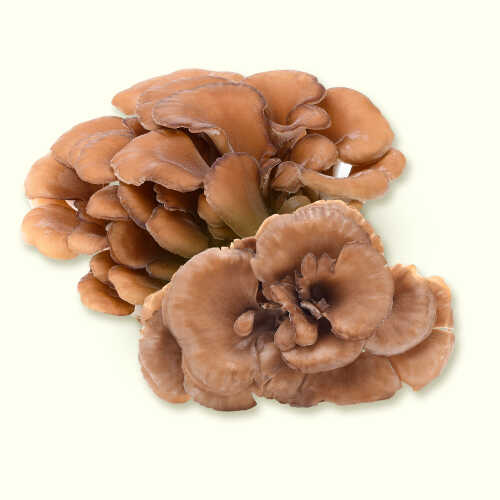 Maitake Extract