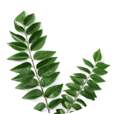 Curry Leaf         Extract