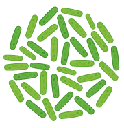 Strain #3: B. Lactis