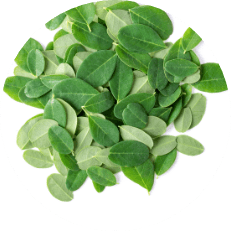 Moringa Leaf         Extract