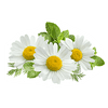 Chamomile