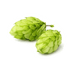 hops - popular alcoholic drink