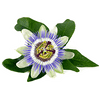 Passion Flower